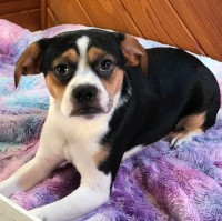 Queen Elizabeth Pocket Beagles