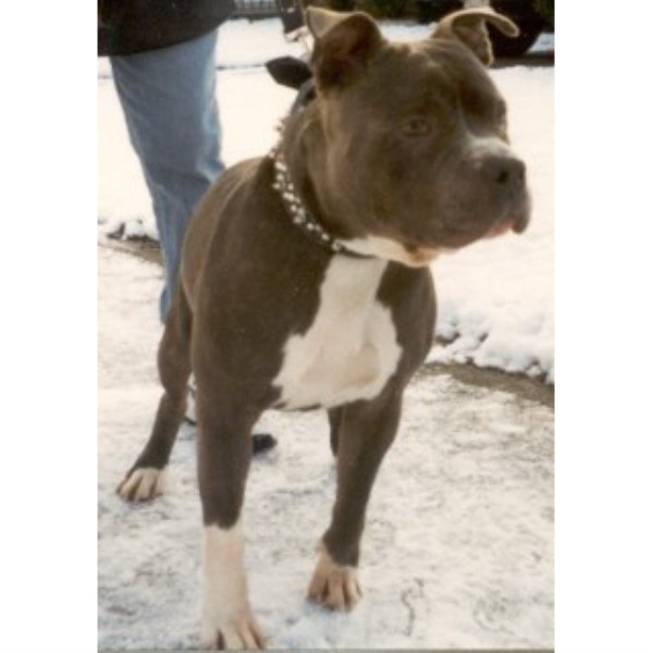 American Pit Bull Terrier Breeder 25013