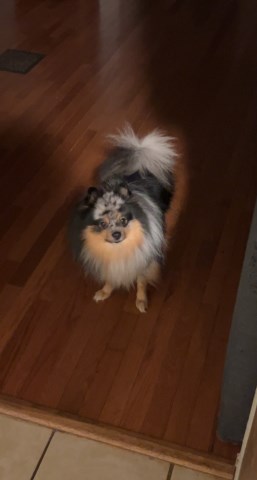 Pomeranian Stud 31937