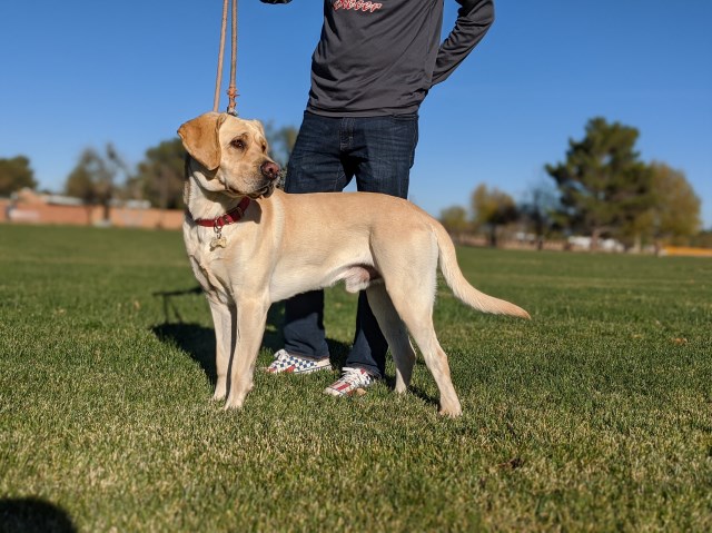 Labrador Retriever Breeder 27705