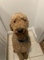 John Kidd - Poodle Standard Stud