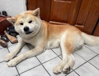 Akita thumbnail