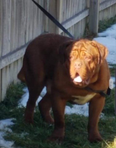 Dogue De Bordeaux Stud 26839