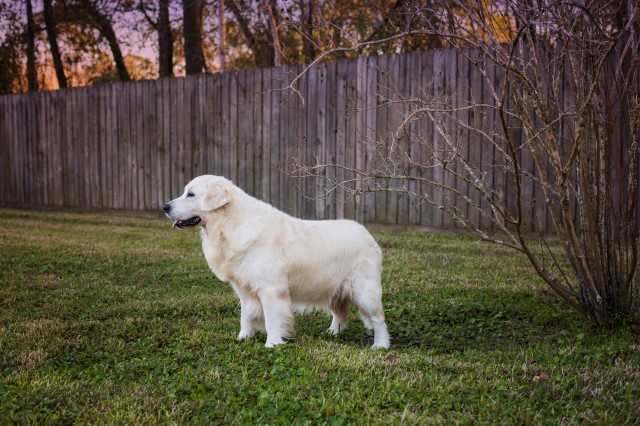 Golden Retriever Breeder 25012