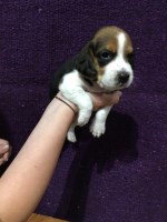 Brach - Beagle Breeder Beagle breeder
