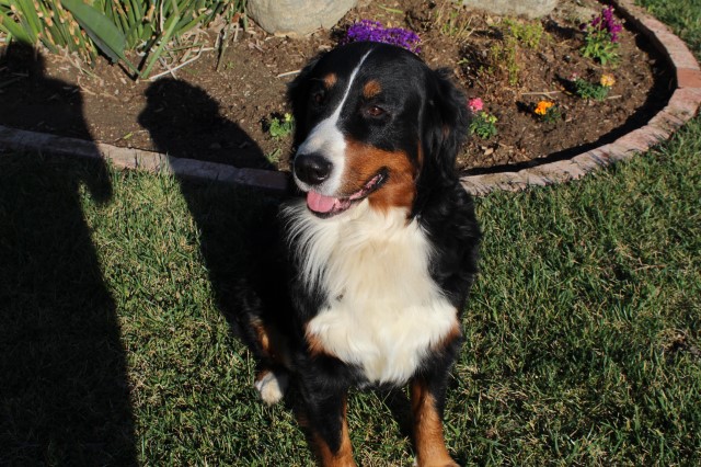 Bernese Mountain Dog Breeder 30094