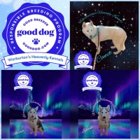 Warburton's Heavenly Kennels Siberian Husky breeder
