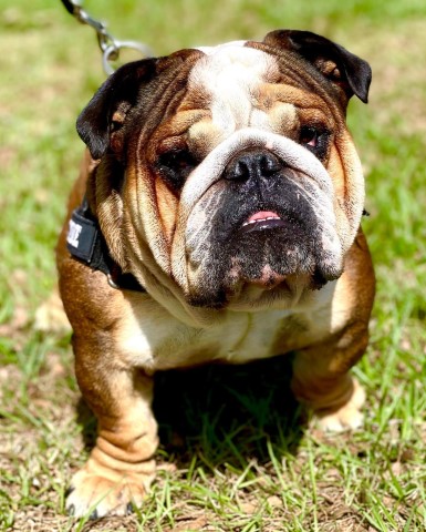 English Bulldog Stud 30901