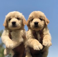 Sarah J. Stone - Golden Retriever Breeder Golden Retriever breeder