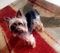 Kelisha - Yorkshire Terrier Stud