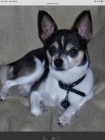 Kody Bobber - Chihuahua Stud