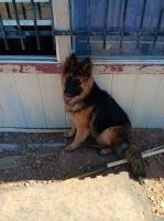 Cynthia - German Shepherd Dog Stud