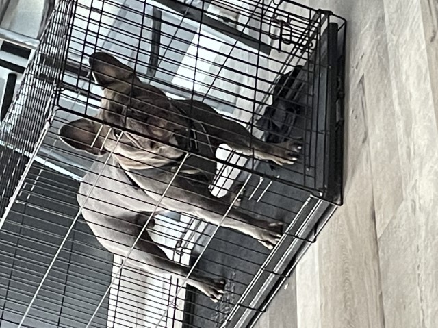 French master kennels