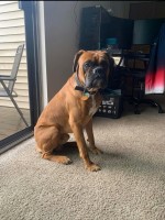 Brandon Scaggs - Boxer Stud