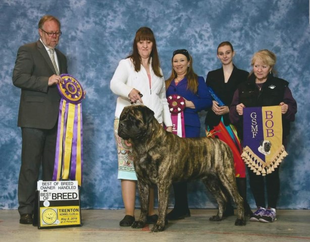 Mastiff Breeder 19118