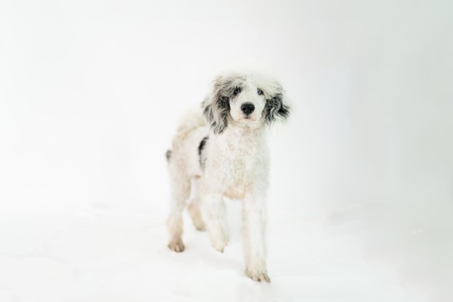 Poodle Standard Stud 30160