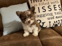 Pomeranian thumbnail