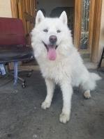 Chris Abdallah - Siberian Husky Stud