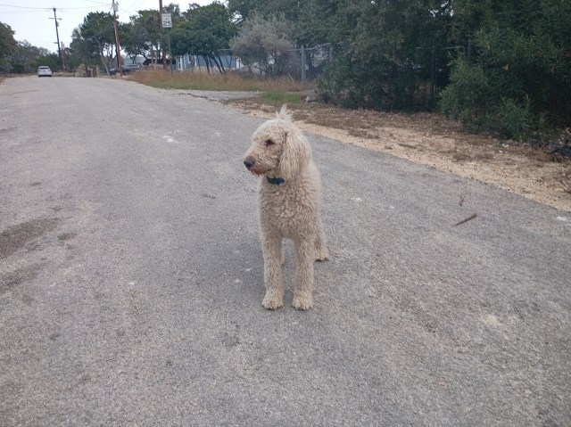 Goldendoodle Stud 31914