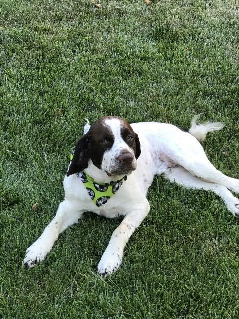 English Springer Spaniel Stud 26433