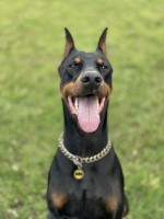 Paul Vinciguerra - Doberman Pinscher Stud