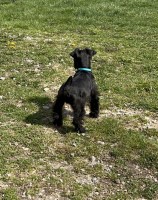 Kateland S - Miniature Schnauzer Stud