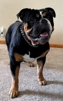 Tim Bernicky - English Bulldog Stud