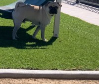 Eva Petrakis - Pug Stud