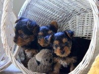 Most Adorable Yorkshire Terrier puppies