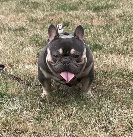 chocolate covered frenchies