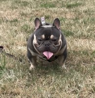 chocolate covered frenchies