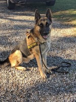 Chrystal L Funderburk - German Shepherd Dog Stud