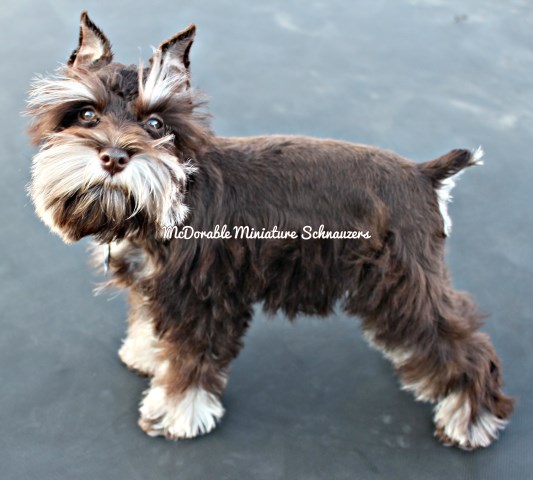 Miniature Schnauzer Breeder 25063