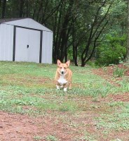 Gabrielle Salinas - Pembroke Welsh Corgi Stud