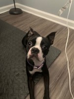 Eduardo Grundler - Boston Terrier Stud