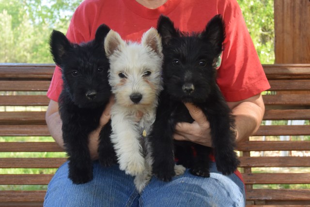 Southern Scotties