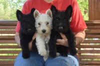 Scottish Terrier thumbnail