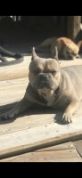Hill - French Bulldog Stud