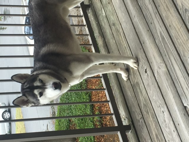 Siberian Husky Stud 26019