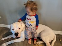 Ryan Barragan - Dogo Argentino Stud