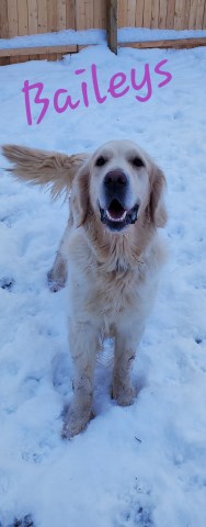 Golden Retriever Breeder 27994