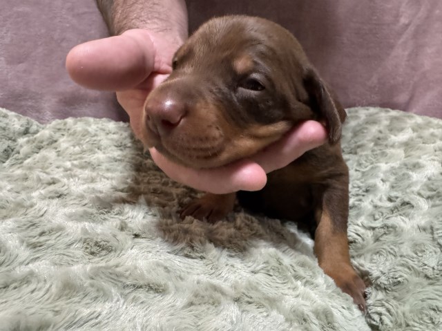 Doberman Pinscher Breeder 31850