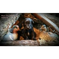 Buffalo River Labradors Labrador Retriever breeder