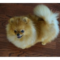 Firesprite Pomeranians Pomeranian breeder