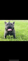 Ronny - French Bulldog Stud