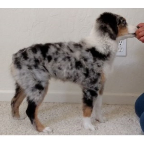 australian shepherd california tyler u0027s mini aussie mini american shepherds miniature australian australian shepherd california tyler u0027s mini aussie mini american shepherds miniature australian