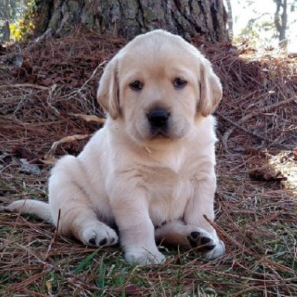 Labrador Retriever Breeder 20039