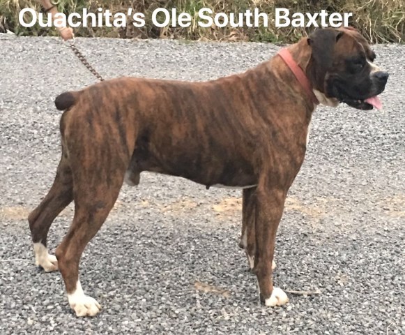 Boxer Breeder 26836