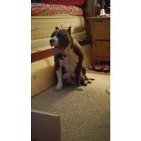Neu Krete & Kennels American Pit Bull Terrier breeder