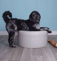 Jeanette S. - Goldendoodle Stud